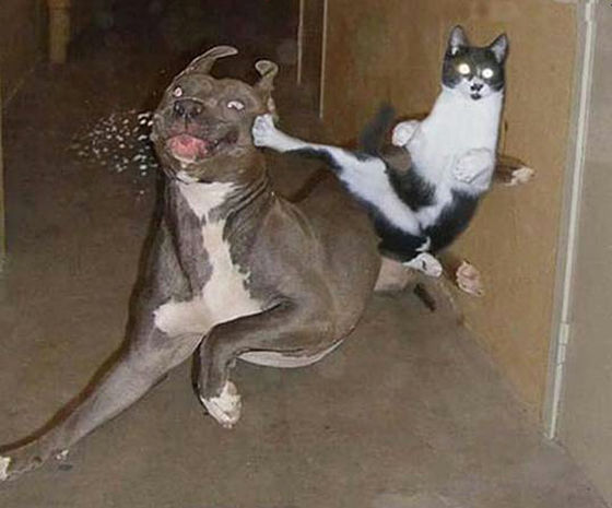 17_Kung-Fu-Cat-l.jpg